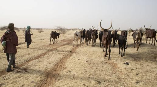 Des bergers amènent leur bétail vers un point d'eau au Niger, dans la région du Sahel (photo d'archives).